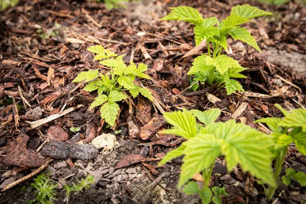 Genç ahududu bitkileri Bahçe Çevresindeki Mala Kaplı Toprakta büyüyor.