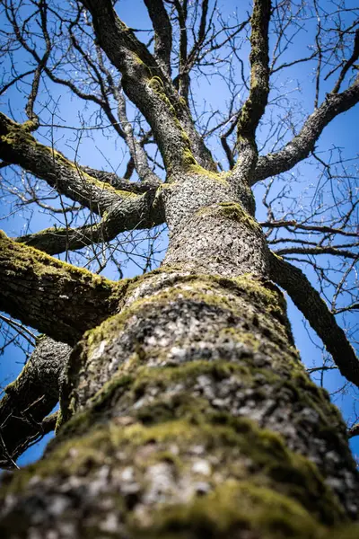 Arka planda Yosun ve Mavi Gökyüzü ile Ağaç Gövdesinin Yakın Görüntüsü.
