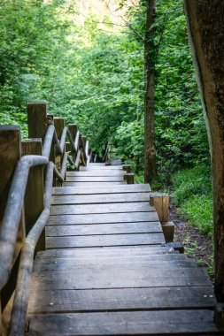 Doğal Park 'taki yemyeşil ağaçların arasından geçen demiryolu ile Tahta Orman Merdivenleri..