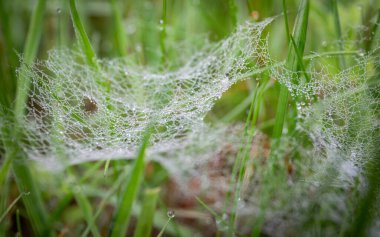 Doğa Çayırı 'nın Doğal Çayırı' nda Çim Bıçakları Arasındaki Örümcek Ağı Sabah Çiyi.