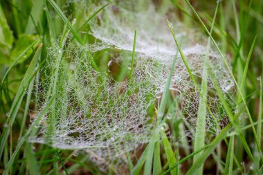 Doğal bir çayırda Çiyin Arasındaki Sabah Çiyi ile Kaplanmış Örümcek Ağı.