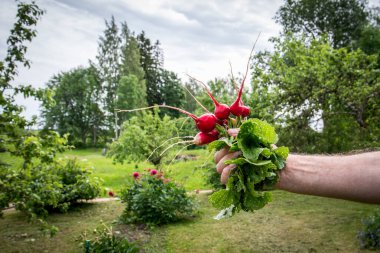Taze hasat edilmiş Turplar Yaz Bahçesinde Elde Tutuldu.
