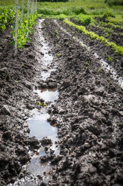 Genç Bitkilerin Yetiştiği Tarım Alanında Bahçe Saflarında Yağmurdan Sonra Su Dolduruldu.