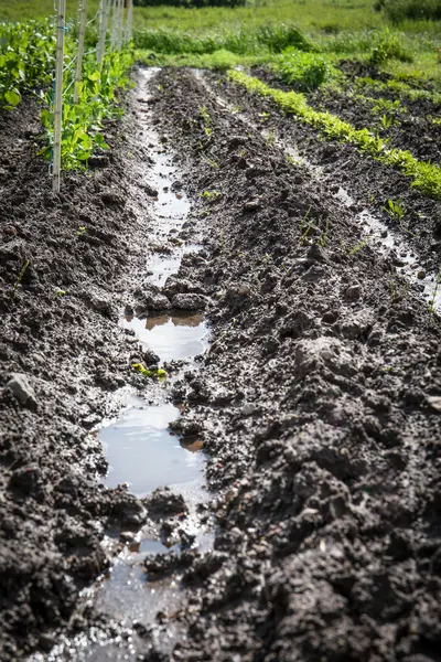 Genç Bitkilerin Yetiştiği Tarım Alanında Bahçe Saflarında Yağmurdan Sonra Su Dolduruldu.