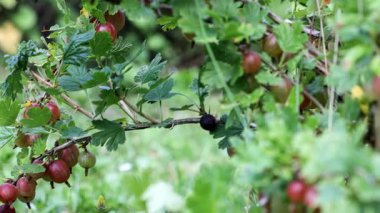 Doğal Bahçe Çayırı 'nda Kızıl Bektaşi üzümü yetişiyor.