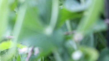 Taze Yeşil Bezelye Kabukları Bahçedeki Sarmaşıkta Yumuşak Doğal Işıkla Büyüyor. 4K video