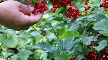 Yaz boyunca Organik Bahçe 'deki bir çalıdan taze kırmızı üzümlü el hasadı. 4K Video
