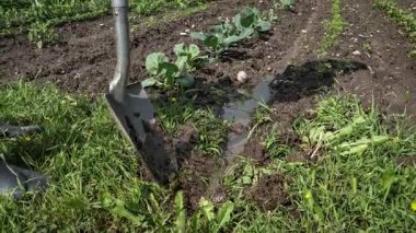 Çiftçi Durgun Suyla Sağanak Yağmurdan Sonra Sebze Bahçesinde Islak Toprak Kazıyor