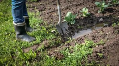 Çiftçi, sebze bahçesini aşırı su birikiminden korumak için drenaj oluğu kazıyor