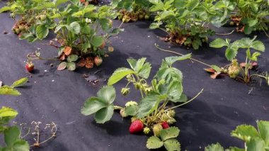 Çilek Bitkileri Olgunlaşma Dönemi 'nde Açık Bahçe' de Kara Malç Kumaşında Büyüyor