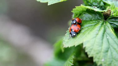 Doğal Çevrede Yeşil Yaprak Üzerinde Çiftleşen İki Uğur Böceği