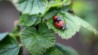 İki Uğurböceği Bahçede Yeşil Yaprak 'ta