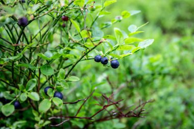 Yeşil Orman 'da Olgun Böğürtlenli Yabanmersini Çalılığı, Yakın Doğa Yemekleri Konsepti.