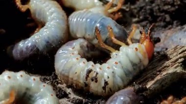 Beyaz Mayıs Böcek Larvalarının Kapanışı