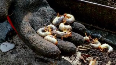 Mayıs Böcekleri 'nin Larvaları Bahçe Eldiveni