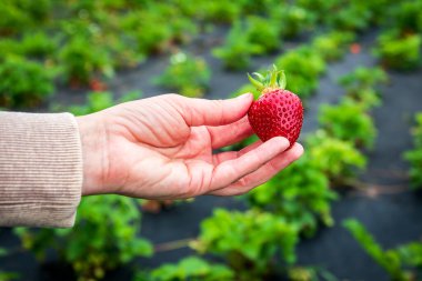 Doğal Doğa Ayarlarında Hasat Mevsiminde Organik Çiftlikte Olgun Çilek Toplama.