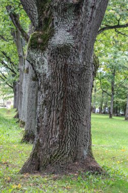 Yeşil bir parkta dokulu ağaç kabuğu ve yosunlu eski ağaç gövdesi, ormanın doğal güzelliğini, yaşını ve dayanıklılığını sergiliyor..