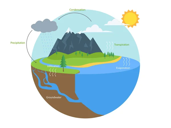 Wasserkreislauf Infografik Hydrologische Geographie Schule — Stockvektor