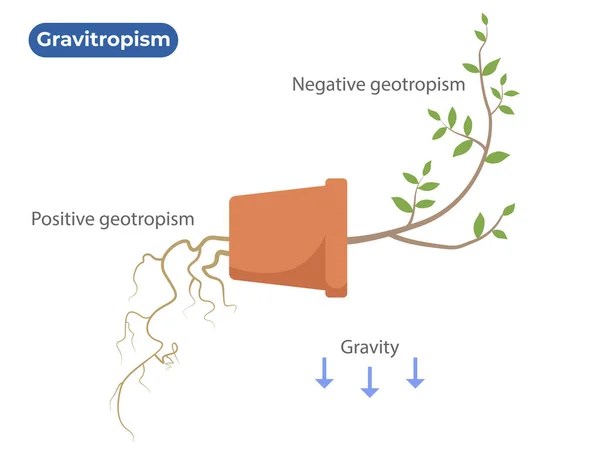 Zwaartekracht Geotropisme Plant Differentiële Groei Reactie Zwaartekracht — Stockvector