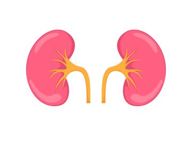 Böbrek renal düz ikon. İnsan böbrek çizimi