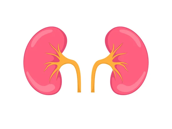 stock vector Kidney renal flat icon. Human kidney vector illustration