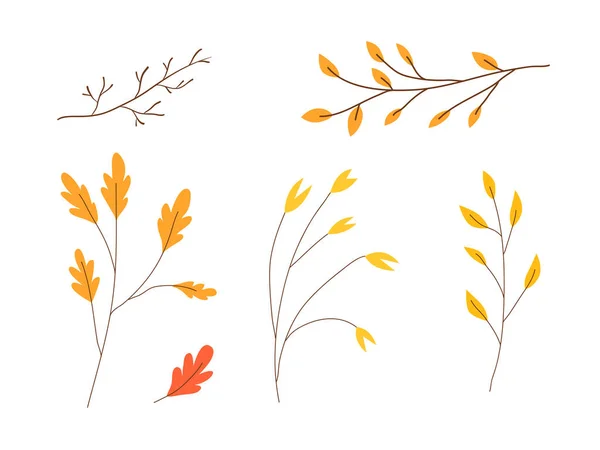 Jesienne Liście Kolekcji Jesienny Sezon Botaniczne Elementy Graficzne — Wektor stockowy