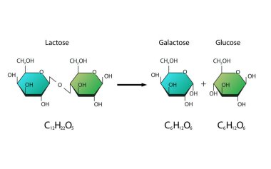 Lactose Hydrolysis. Lactase enzyme Effect On Lactose Sugar Molecule clipart