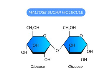 Maltose Şeker Molekülü. Glikoz ve glikoz
