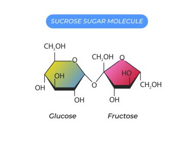 Sucrose Şeker Molekülü. Glikoz ve Früktoz