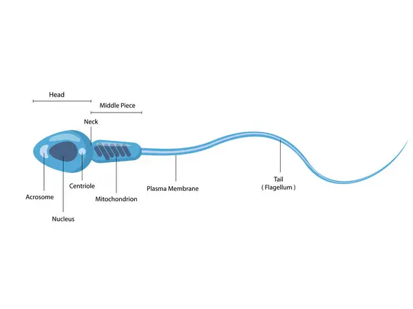Spermatozoon Erkek Hücre Yapısı Şeması Tıp Bilimi Eğitimi — Stok Vektör