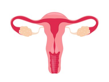 İnsan anatomisi kadın üreme sistemi, kadın üreme organları