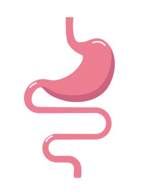 Sindirim sistemi çizimi. Gastrobağırsak yolu. Bağırsaklar, bağırsaklar, mide.