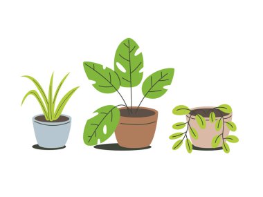 Saksıda bitki seti. Çiçek. iç mekan dekorasyonu