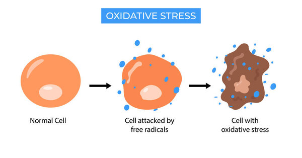 Диаграмма окислительного стресса, клетка, атакованная иллюстрацией свободных радикалов