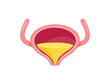 İnsan mesanesi yapısı, anatomi çalışması idrar kesesi ve idrar.