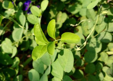 Klitorya ternatea yaprakları arka bahçeyi doldurur. Ev bahçesi konsepti