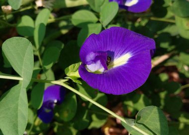 Kelebek bezelye çiçeğine yakın çekim. Klitoria ternatea. Çiçekler ve yeşil yapraklar. Bitkisel faydaları olan bir bitki. Sağlık temaları, tropikal bahçeler ve geleneksel tıp için doğal altyapı