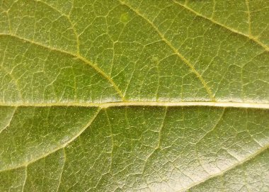 Yaprak kökü dokusu. Benzersiz yeşil yapraklar. Yaprağın üzerindeki yaprak deseni