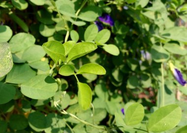 Klitorya ternatea yaprakları arka bahçeyi doldurur. Ev bahçesi konsepti