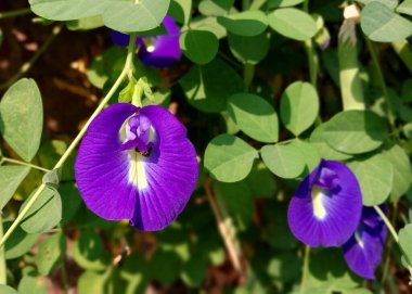 Kelebek bezelye çiçeğine yakın çekim. Klitoria ternatea. Çiçekler ve yeşil yapraklar. Bitkisel faydaları olan bir bitki. Sağlık temaları, tropikal bahçeler ve geleneksel tıp için doğal altyapı