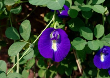 Kelebek bezelye çiçeğine yakın çekim. Klitoria ternatea. Çiçekler ve yeşil yapraklar. Bitkisel faydaları olan bir bitki. Sağlık temaları, tropikal bahçeler ve geleneksel tıp için doğal altyapı