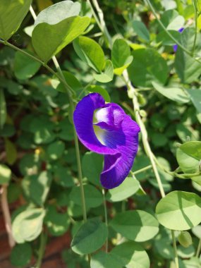 Kelebek bezelye çiçeğine yakın çekim. Klitoria ternatea. Çiçekler ve yeşil yapraklar. Bitkisel faydaları olan bir bitki. Sağlık temaları, tropikal bahçeler ve geleneksel tıp için doğal altyapı