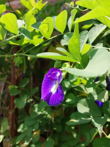 Kelebek bezelye çiçeğine yakın çekim. Klitoria ternatea. Çiçekler ve yeşil yapraklar. Bitkisel faydaları olan bir bitki. Sağlık temaları, tropikal bahçeler ve geleneksel tıp için doğal altyapı