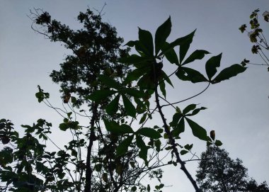 Akşam gökyüzü silueti. Karanlık ağaçlar ve bitkiler loş mavi gökyüzüne karşı akşama yaklaşıyorlar. Arkaplan veya duvar kağıdı için uygun