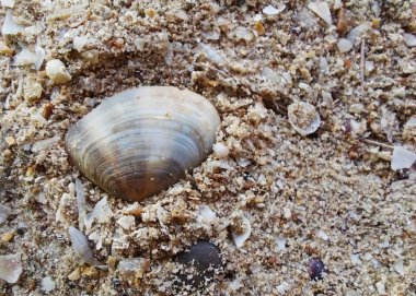 Kumsalda kumlu beyaz deniz kabukları. Kabukların doğal kıvrımlı şekli. Huzurlu sakin plaj hissi. Tatil, meditasyon, dinginlik ve okyanus keşfi teması