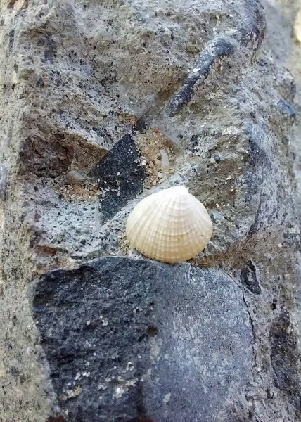 Kumsalda kumlu beyaz deniz kabukları. Kabukların doğal kıvrımlı şekli. Huzurlu sakin plaj hissi. Tatil, meditasyon, dinginlik ve okyanus keşfi teması