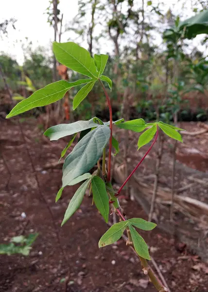 Cassava yaprakları çok yakın. Cassava kızıl topraklarda ateş ediyor. Cassava tarlası konsepti, kırsal un
