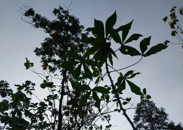 Akşam gökyüzü silueti. Karanlık ağaçlar ve bitkiler loş mavi gökyüzüne karşı akşama yaklaşıyorlar. Arkaplan veya duvar kağıdı için uygun