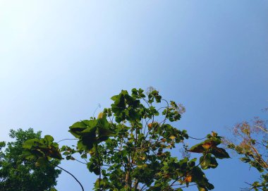 Meşe ağacı. Ağaç manzaralı. Gölgeli ağaç ve kök arka planda gökyüzü, tazelik ve sükunet. Tatil kavramı arka planı doğanın tadını çıkarıyor