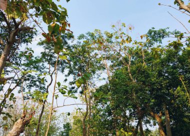 Meşe ağacı. Ağaç manzaralı. Gölgeli ağaç ve kök arka planda gökyüzü, tazelik ve sükunet. Tatil kavramı arka planı doğanın tadını çıkarıyor